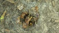 Burying sexton beetles eating a crushed snail along with ants - close-up top view. Two Nicrophorus orbicollis americanus