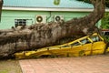 Bus squashed by tree during Hurricane, Dominica, Royalty Free Stock Photo