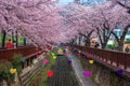 Busan, APR 3: Spring Cherry blossom Jinhae Gunhangje festival 2019 at Gyeonghwa railway station on APR 3, 2019 at Busan, South Kor