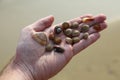 Busan Haeundae beach sea shells