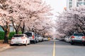 Namcheon-dong cherry blossoms road in Busan, Korea Royalty Free Stock Photo