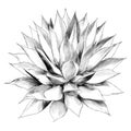 Bush agave sketch vector graphics