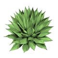 Bush agave sketch vector graphics