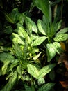 Bush Aglaonema Commutatum Or Aglaonema Schott In The Sunlights Royalty Free Stock Photo