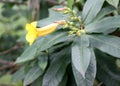 Bush Allamanda, Allamanda schottii, ornamenta shrub Royalty Free Stock Photo