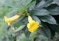 Bush Allamanda, Allamanda schottii, ornamenta shrub Royalty Free Stock Photo