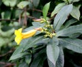 Bush Allamanda, Allamanda schottii, ornamenta shrub Royalty Free Stock Photo