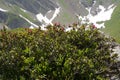 Bush of alpenrose or snow-rose flowers, in Latin called Rhododendron ferrugineum in blossom.