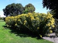 Bush of Alpine Sunflower also called Old Man of the Mountains or Mountain Sunflower Hymenoxys Grandiflora