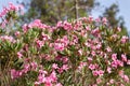 Bush with amazing pink flowers of oleander in Ayia Napa Cyprus park