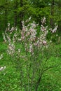 Bush of amygdalus Almond with pink flowers