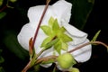 Bush Anemone, Carpenteria californica, California native shrub Royalty Free Stock Photo