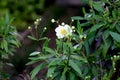 Bush Anemone, Carpenteria californica, California native shrub Royalty Free Stock Photo