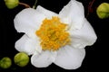 Bush Anemone, Carpenteria californica, California native shrub