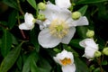 Bush Anemone, Carpenteria californica, California native shrub Royalty Free Stock Photo