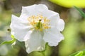 Tree anemone Carpenteria californica, bright white flower