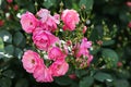 A bush of angel roses in the garden. Floribunda rose in the botanical garden