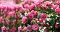 A bush of angel roses in the garden. Floribunda rose in the botanical garden