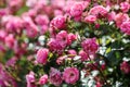 A bush of angel roses in the garden. Floribunda rose in the botanical garden