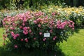 A bush of angel roses in the garden. Floribunda rose in the botanical garden