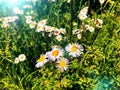 A bush of Annual fleabane wild flowers blooming