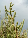 Natural environment. Coastal wetlands. Vegetation Royalty Free Stock Photo