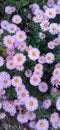 A bush of autumn asters Royalty Free Stock Photo