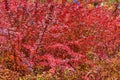Bush of barberry Royalty Free Stock Photo
