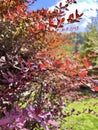 Bush of barberry in the spring garden with dark red leaves. Selective focus Royalty Free Stock Photo