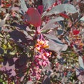 Bush of barberry Thunberg with violet leaves and bunch of yellow flowers