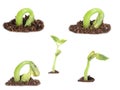 Bush Bean Sprouting Royalty Free Stock Photo