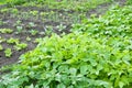 Bush beans on a patch Royalty Free Stock Photo