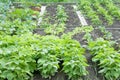 Bush beans on a patch Royalty Free Stock Photo