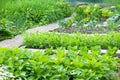 Bush beans and pea plants Royalty Free Stock Photo