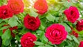 Bush of a beautiful blooming red rose in the garden. Fragrant beautiful flower. Selective focus Royalty Free Stock Photo