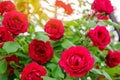 Bush of a beautiful blooming red rose in the garden. Fragrant beautiful flower. Selective focus Royalty Free Stock Photo