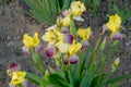 Bush of beautiful blooming spring-opened irises with yellow-maroon variegated petals, with buds and juicy pointed green leaves Royalty Free Stock Photo