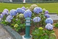 Bush of beautiful blue hortensia hydrangea flowers close-up Royalty Free Stock Photo