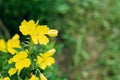 A bush of beautiful cute yellow oenothera fruticosa flowers. Soft selective focus