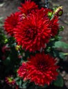 Bush of beautiful perennial red dahlia flower with sharp, petals in spiral, summer sunny garden, top view