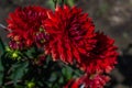 bush of beautiful perennial red dahlia flower with sharp, petals in a spiral, summer sunny green garden