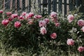 Bush beautiful pink peonies on a background of green grass and gray fence. Pink and white flowers in the garden. Peonies growing Royalty Free Stock Photo