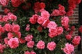 Bush of beautiful pink roses near the brick wall. roses flowers background Royalty Free Stock Photo