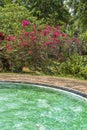 Bush with beautiful red flowers by the pool in tropical garden, island of Borneo, Malaysia Royalty Free Stock Photo