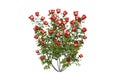 A bush of beautiful red roses on white background