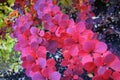 The bush of Berberis thunbergii Green Carpet in the autumn