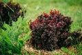 Bush Of Berberis Thunbergii, The Japanese Barberry, Thunberg`s B Royalty Free Stock Photo