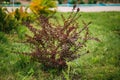 Bush Of Berberis Thunbergii, The Japanese Barberry, Thunberg`s B