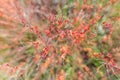 Abstract barberry bush with red leaves in bright sunlight