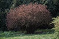 Bush Of Berberis Thunbergii, The Japanese Barberry, Thunbergs Barberry, Or Red Barberry. Flowering Plant In The Barberry Family, B Royalty Free Stock Photo